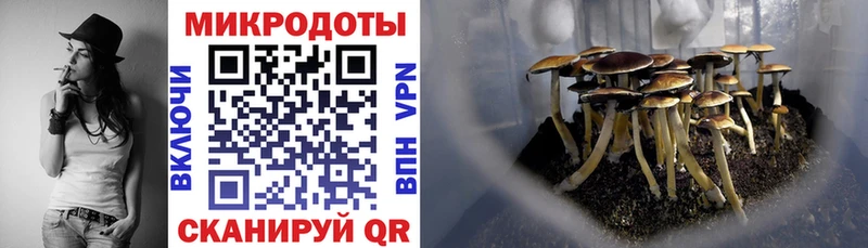 где купить Иваново Галлюциногенные грибы Psilocybine cubensis